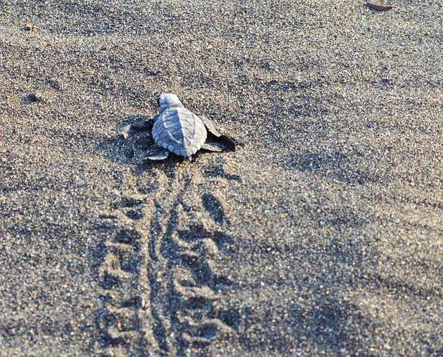 Sea Turtle Release in Guatemala