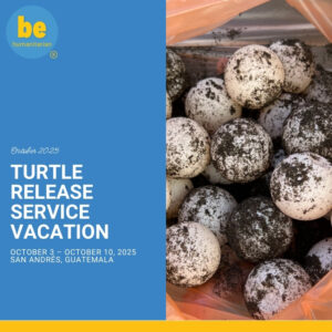 October 2025 Turtle Release Service Vacation.