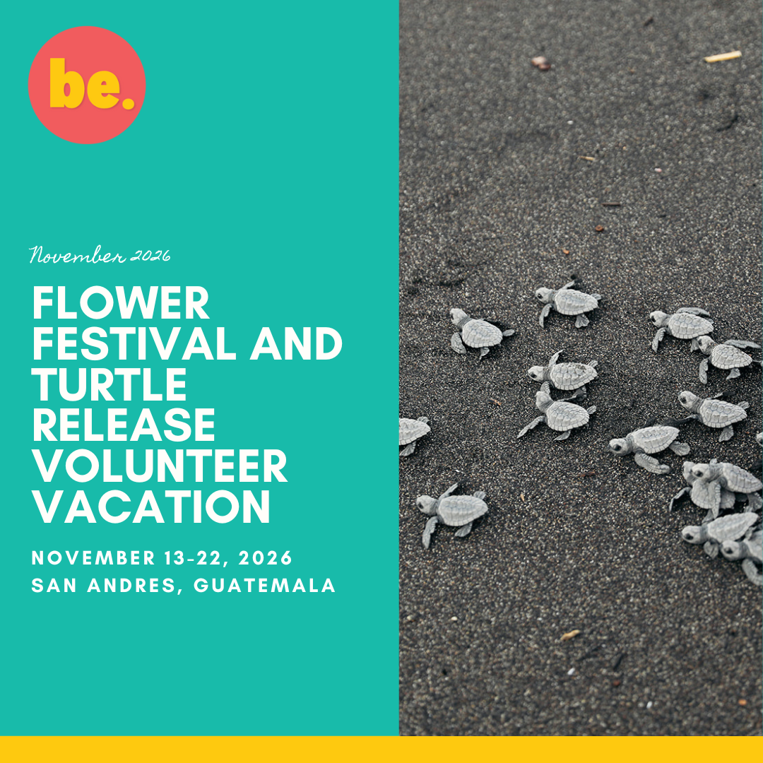 Baby sea turtles crawl on black sand beach for Flower Festival and Turtle Release Volunteer Vacation